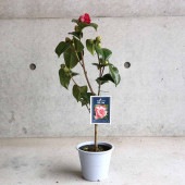 椿 太神楽(だいかぐら) 古典椿【庭木 4.5号鉢／1個売り】|植木・花木