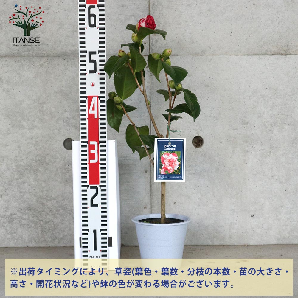 椿 太神楽(だいかぐら) 古典椿【庭木 4.5号鉢／1個売り
