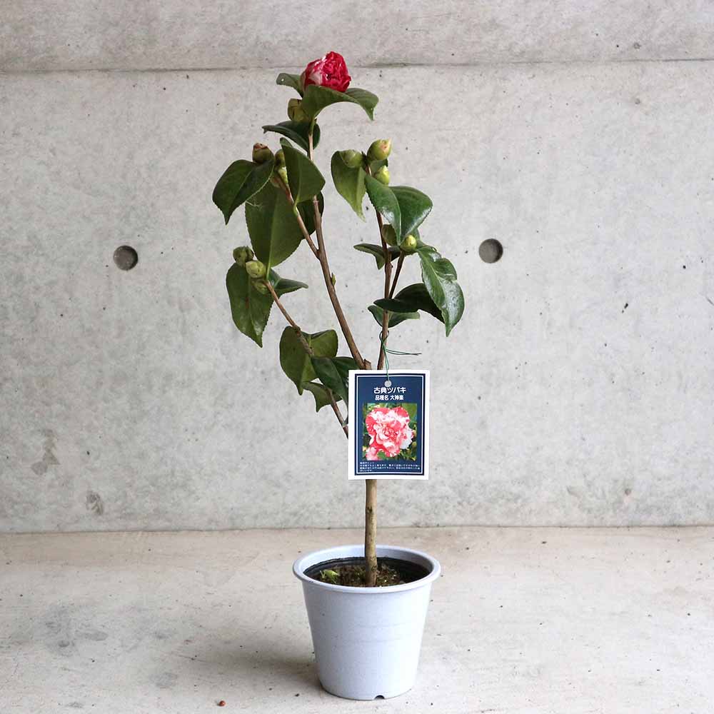 椿 太神楽(だいかぐら) 古典椿【庭木 4.5号鉢／1個売り】