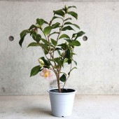 椿 絞初嵐(しぼりはつあらし) 【庭木 4.5号鉢／1個売り】|植木・花木