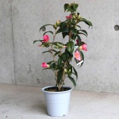 椿 紅侘助(べにわびすけ) 【庭木 4.5号鉢／1個売り】|植木・花木