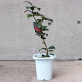 椿 小佐渡侘芯(こさどわびしん) 【庭木 4.5号鉢／1個売り】|植木・花木