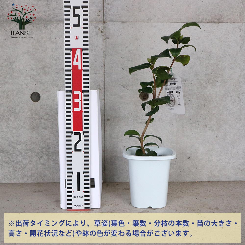 椿 小佐渡侘芯(こさどわびしん) 【庭木 4.5号鉢／1個売り