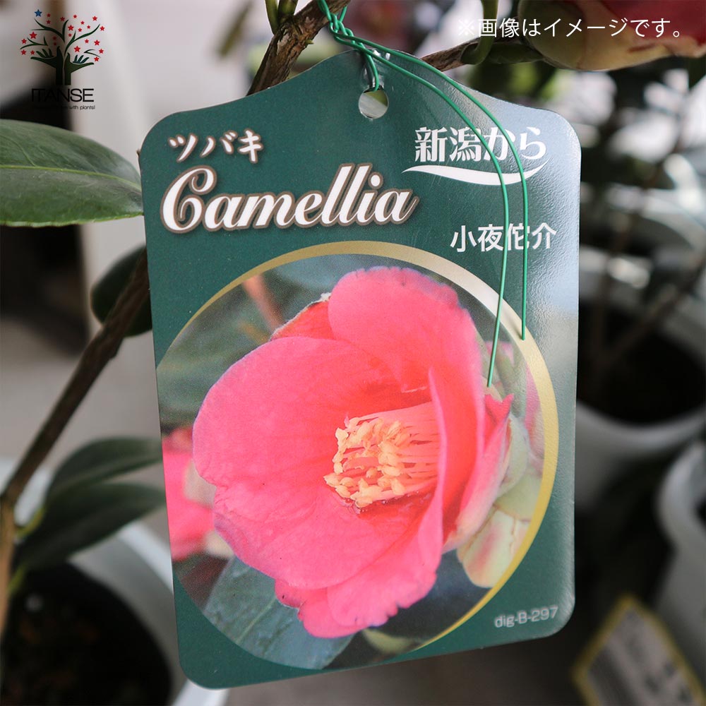 椿 小夜侘助(さよわびすけ)【庭木 4.5号鉢／1個売り】｜ 【植物の