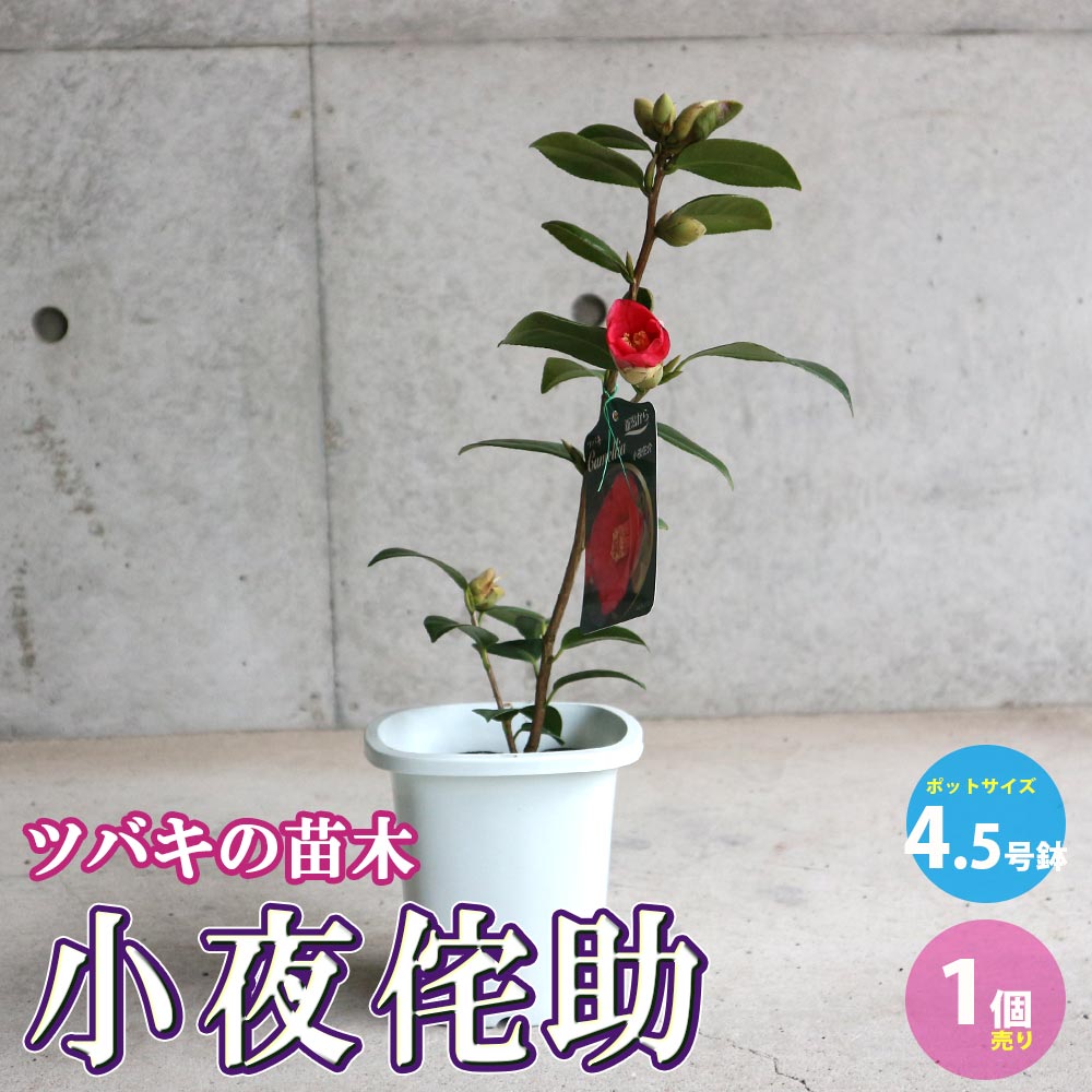 椿 小夜侘助(さよわびすけ)【庭木 4.5号鉢／1個売り】｜ 【植物の