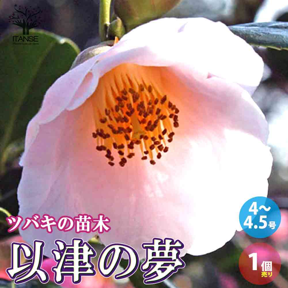 椿 以津の夢(いつのゆめ) 【庭木 4～4.5号鉢／1個売り】