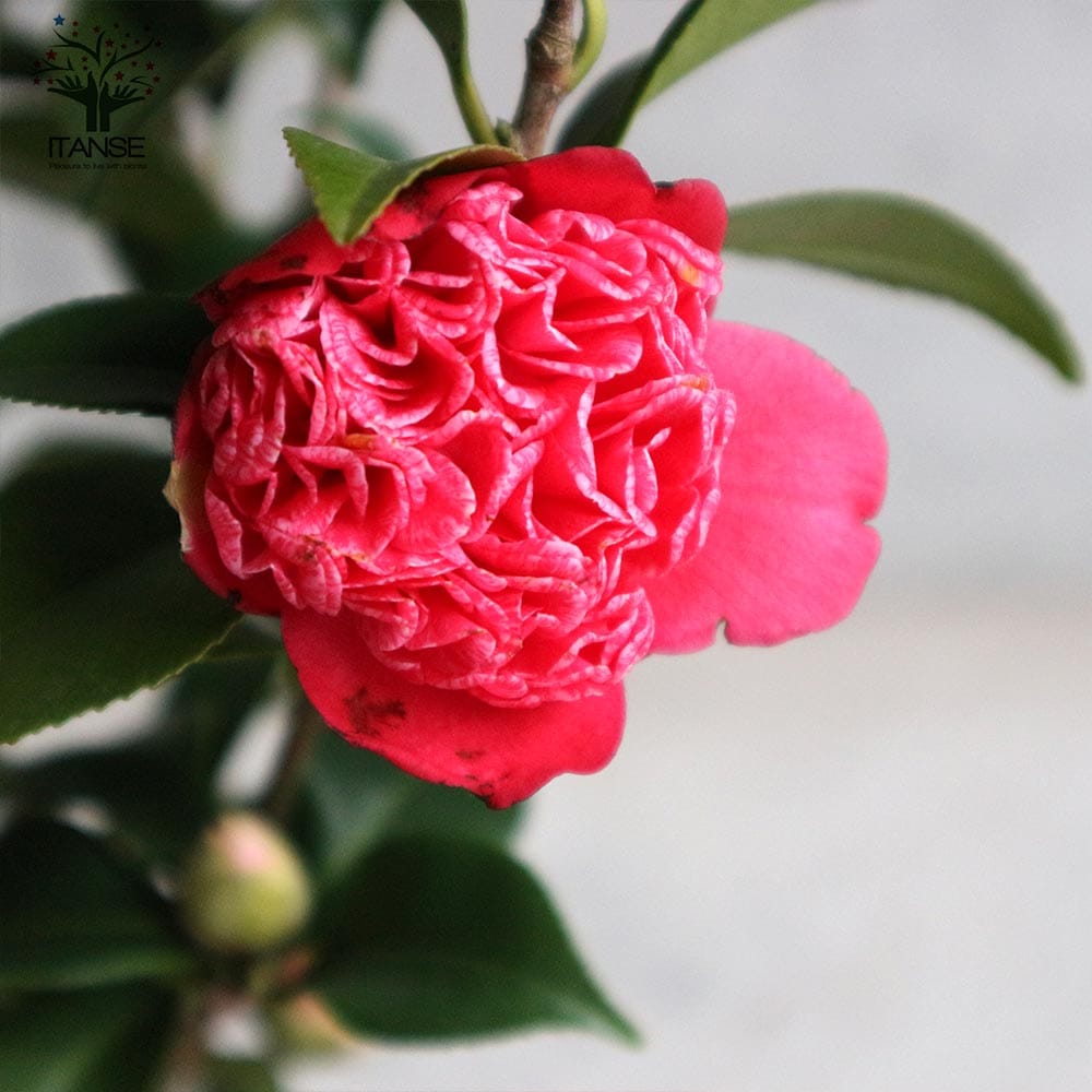 椿 紅卜伴(べにぼくはん) 【庭木 4.5号鉢／1個売り】｜ 【植物の