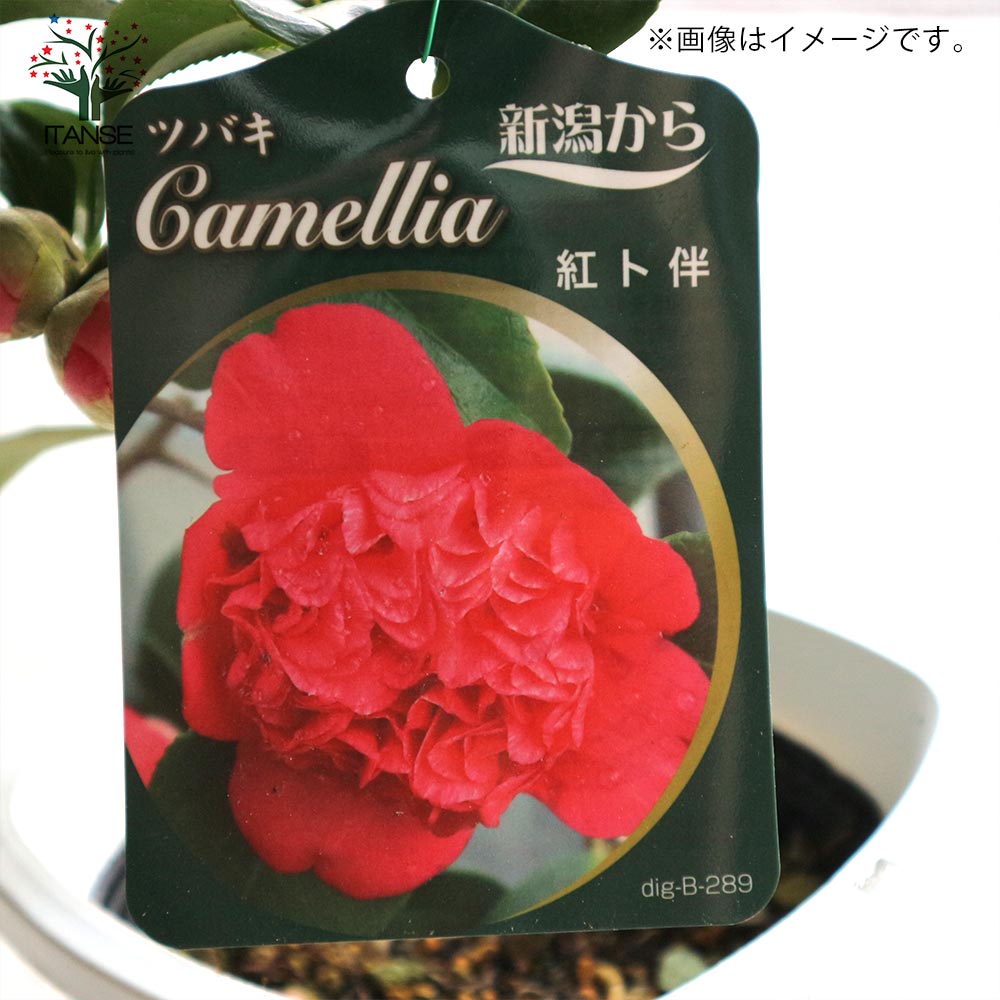 椿 紅卜伴(べにぼくはん) 【庭木 4.5号鉢／1個売り】｜ 【植物の