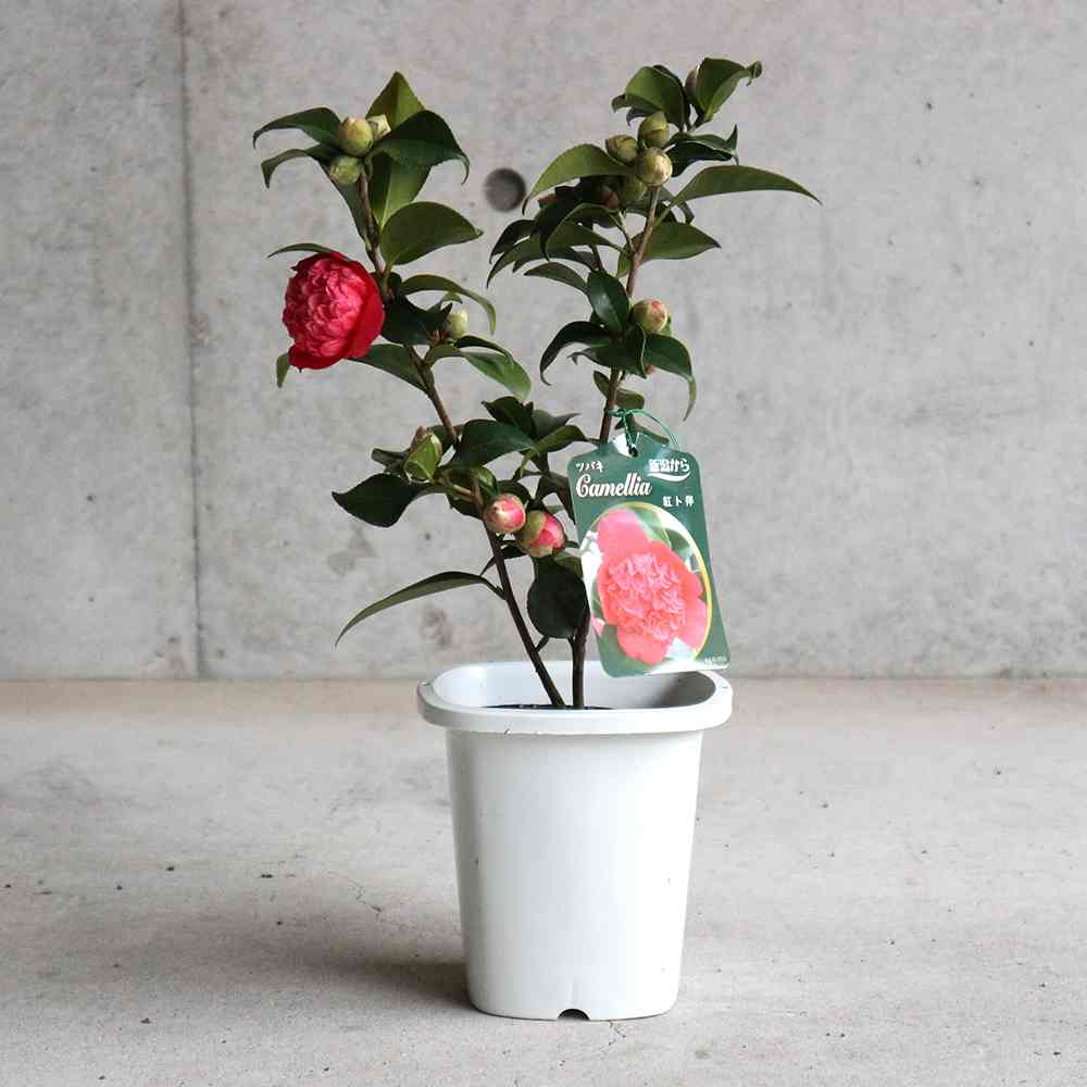 椿 紅卜伴(べにぼくはん) 【庭木 4.5号鉢／1個売り】