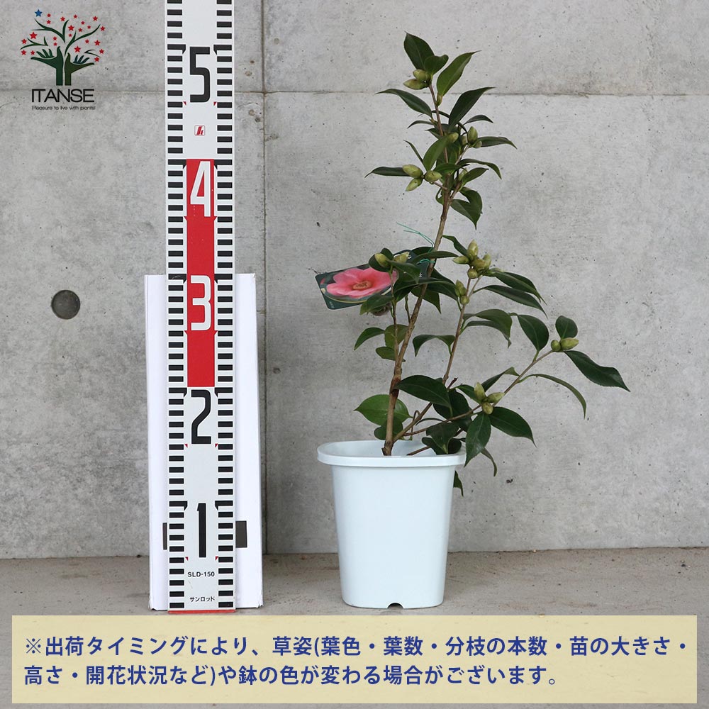 【数量限定】旧モデル在庫処分セールを開催します！ 椿 4.5号鉢／1個売り 尾張侘助(おわりわびすけ)【庭木 その他