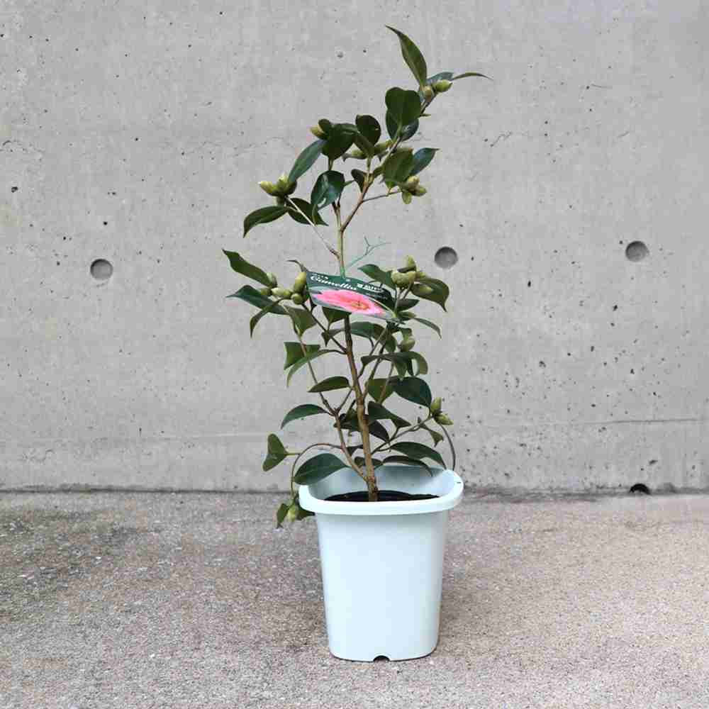 椿 尾張侘助(おわりわびすけ)【庭木 4.5号鉢／1個売り】