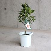 椿 覆輪侘助(ふくりんわびすけ) 【庭木 4.5号鉢／1個売り】