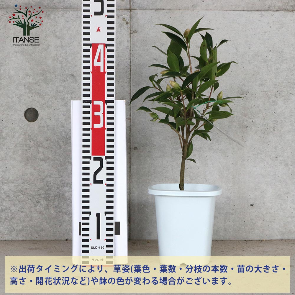椿 覆輪侘助(ふくりんわびすけ) 【庭木 4.5号鉢／1個売り】｜ 【植物の