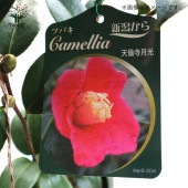 椿 天倫寺月光(てんりんじがっこう)【庭木 4.5号鉢／1個売り】|植木・花木