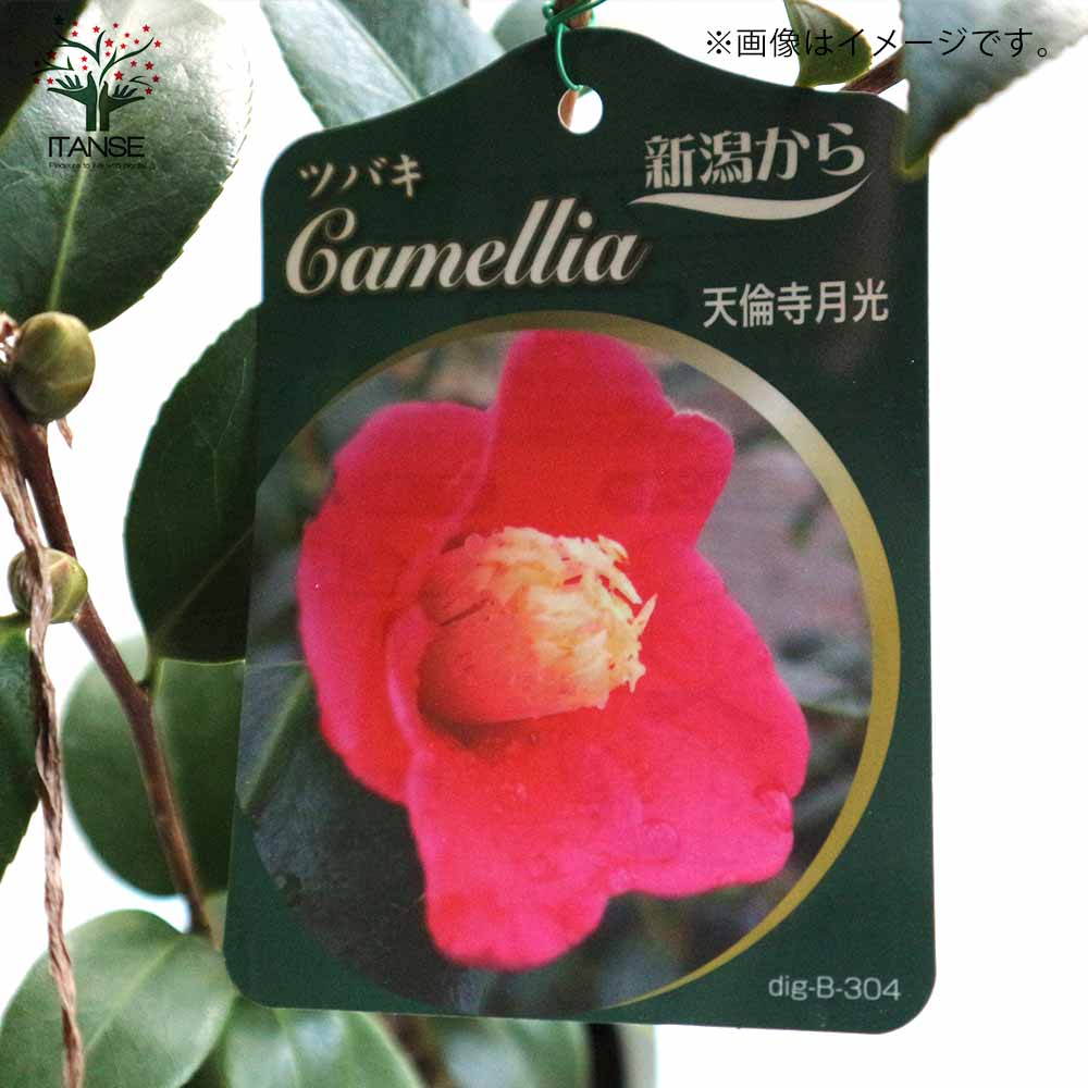 椿 天倫寺月光(てんりんじがっこう)【庭木 4.5号鉢／1個売り】