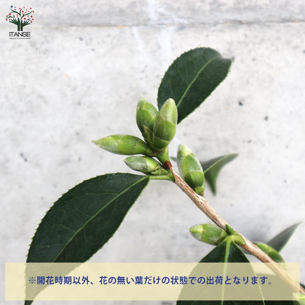 椿 数奇屋侘助(すきやわびすけ)【庭木 4.5号鉢／1個売り】｜ 【植物の