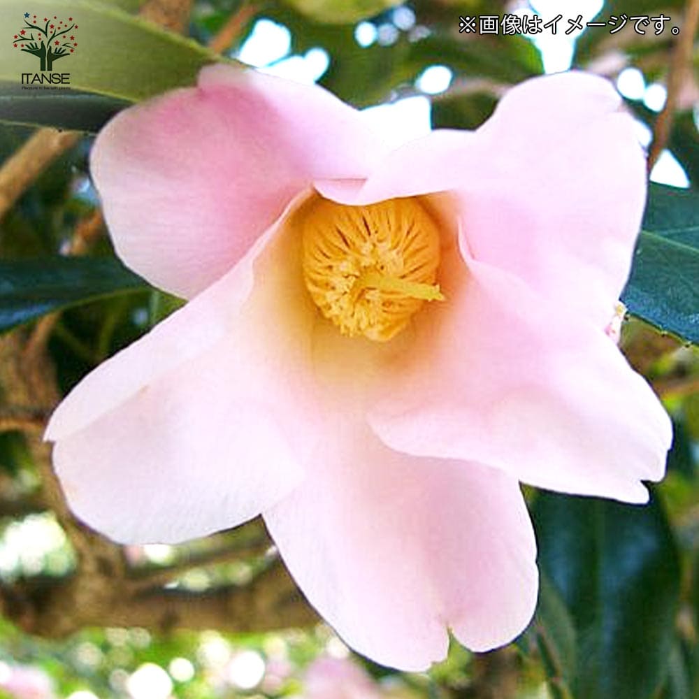 椿 数奇屋侘助(すきやわびすけ)【庭木 4.5号鉢／1個売り】｜ 【植物の