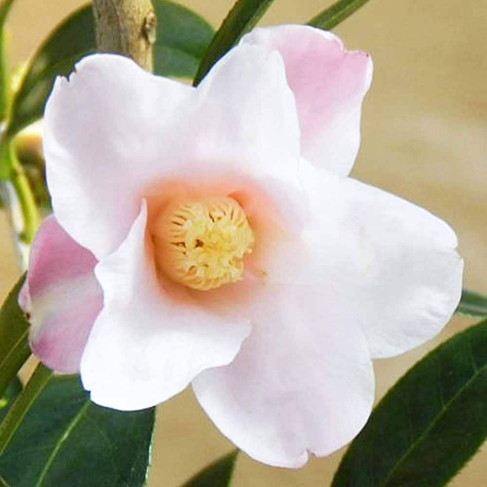 椿 数奇屋侘助(すきやわびすけ)【庭木 4.5号鉢／1個売り】｜ 【植物の