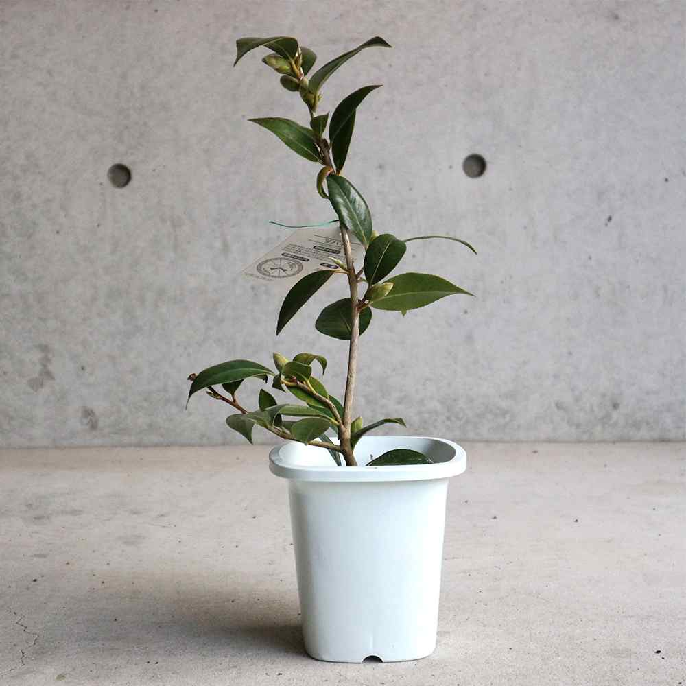 椿 数奇屋侘助(すきやわびすけ)【庭木 4.5号鉢／1個売り