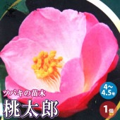 椿 桃太郎(ももたろう) 【庭木 4〜4.5号鉢／1個売り】|植木・花木