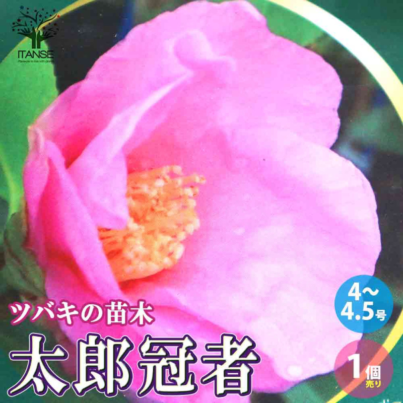 椿(ツバキ)の苗木 太郎冠者 Lサイズ 【花木苗 5号／1個売り】｜ 【植物