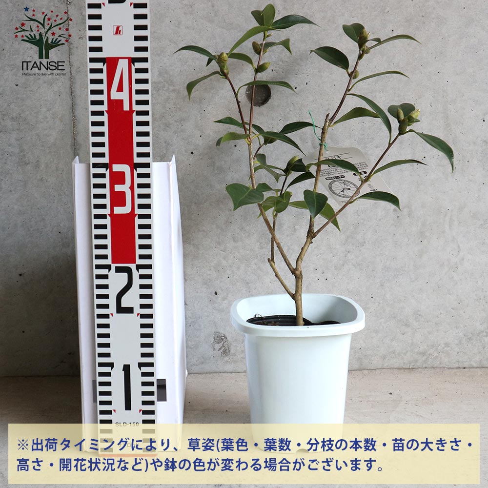 椿 太郎冠者(たろうかじゃ) 【庭木 4～4.5号鉢／1個売り】｜ 【植物の
