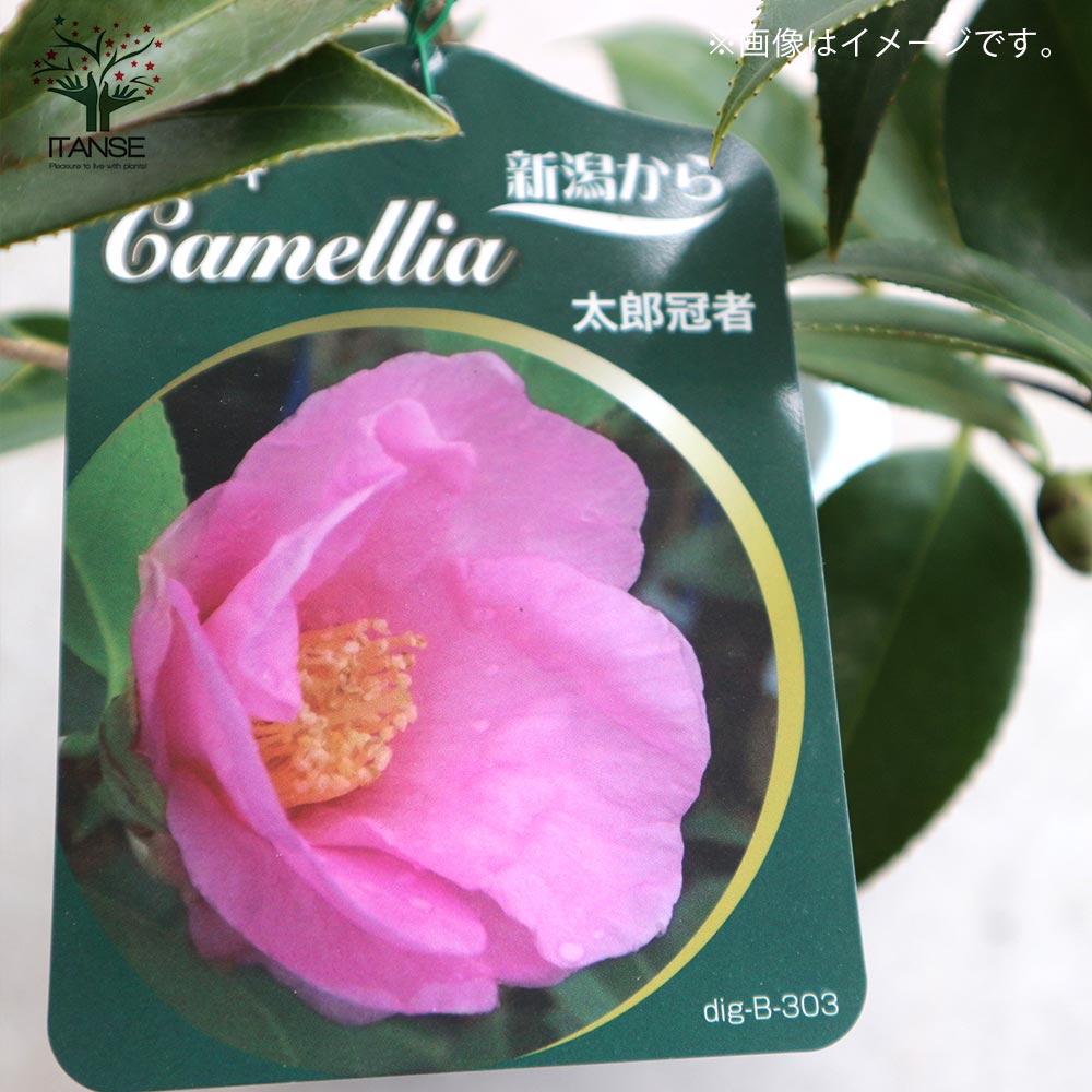 椿 太郎冠者(たろうかじゃ) 【庭木 4～4.5号鉢／1個売り】｜ 【植物の