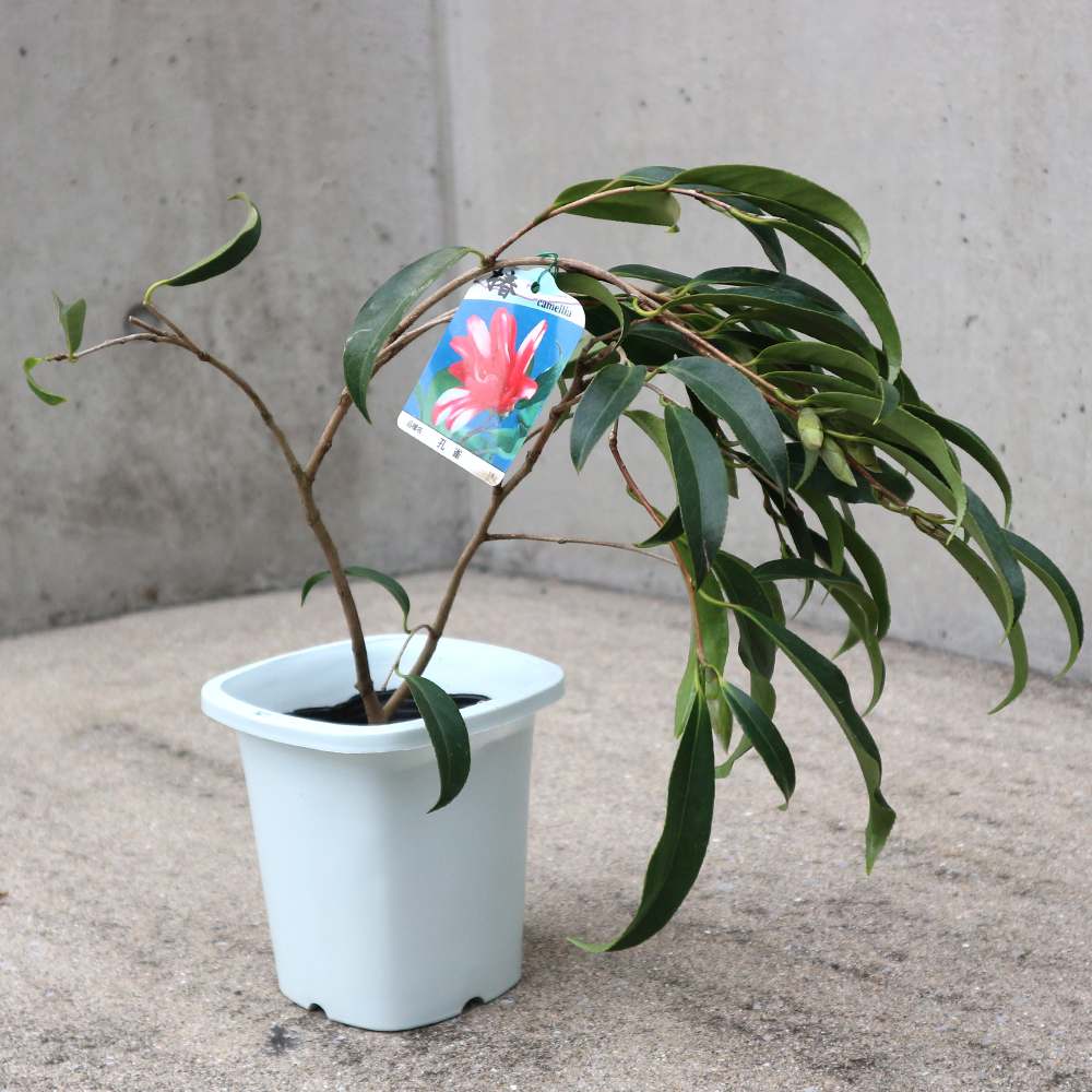 椿 孔雀(くじゃく) 【庭木 4.5号鉢／1個売り】