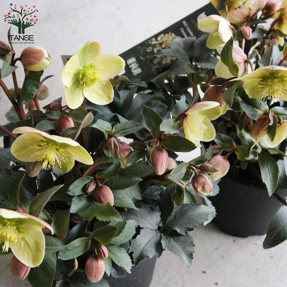 クリスマスローズ モンテクリスト【花苗 6号ポット苗／1個売り