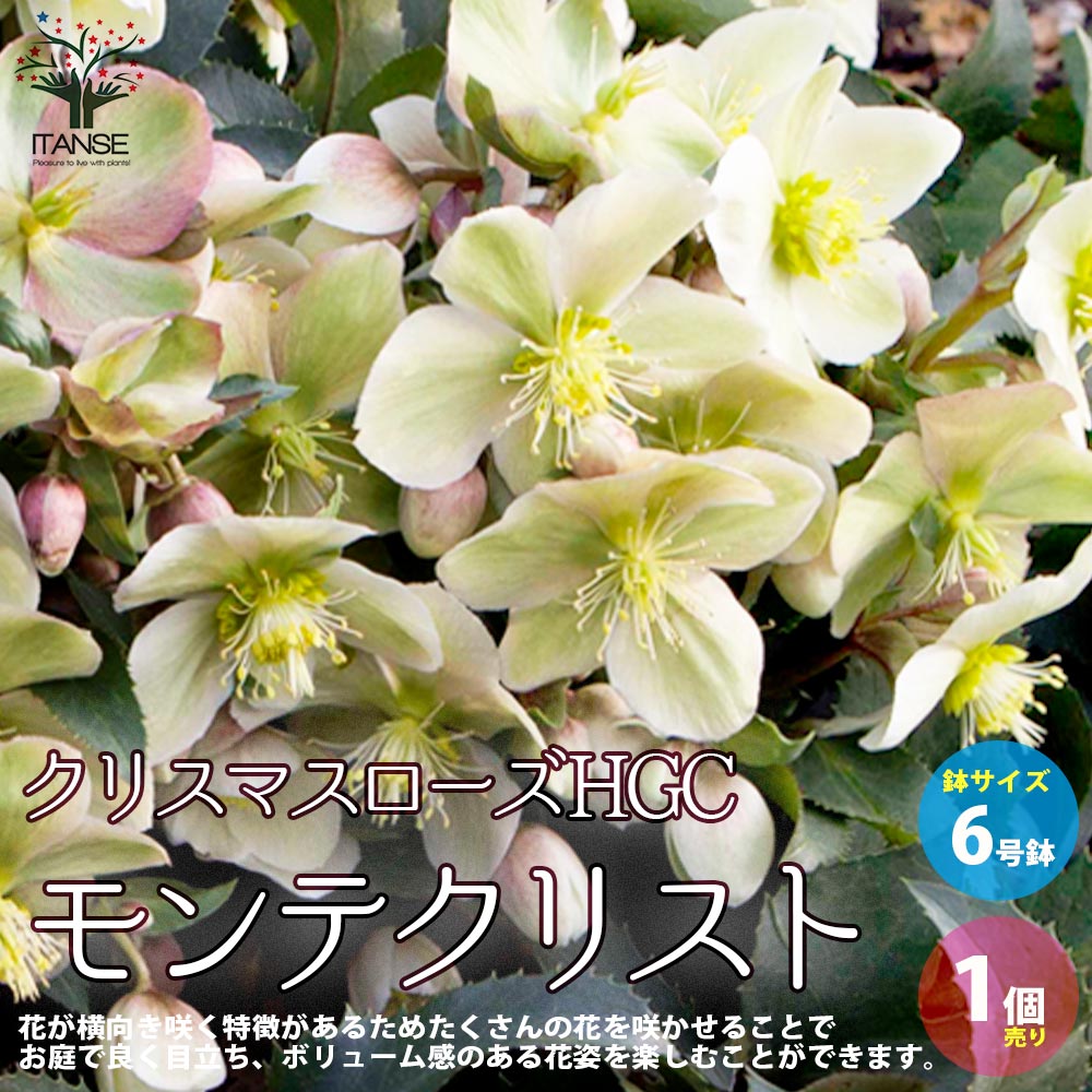 クリスマスローズ モンテクリスト【花苗 6号ポット苗／1個売り】