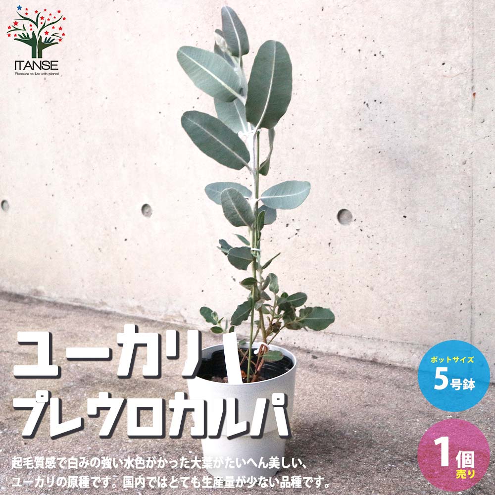 ユーカリ プレウロカルパ【庭木 5号鉢／1個売り】