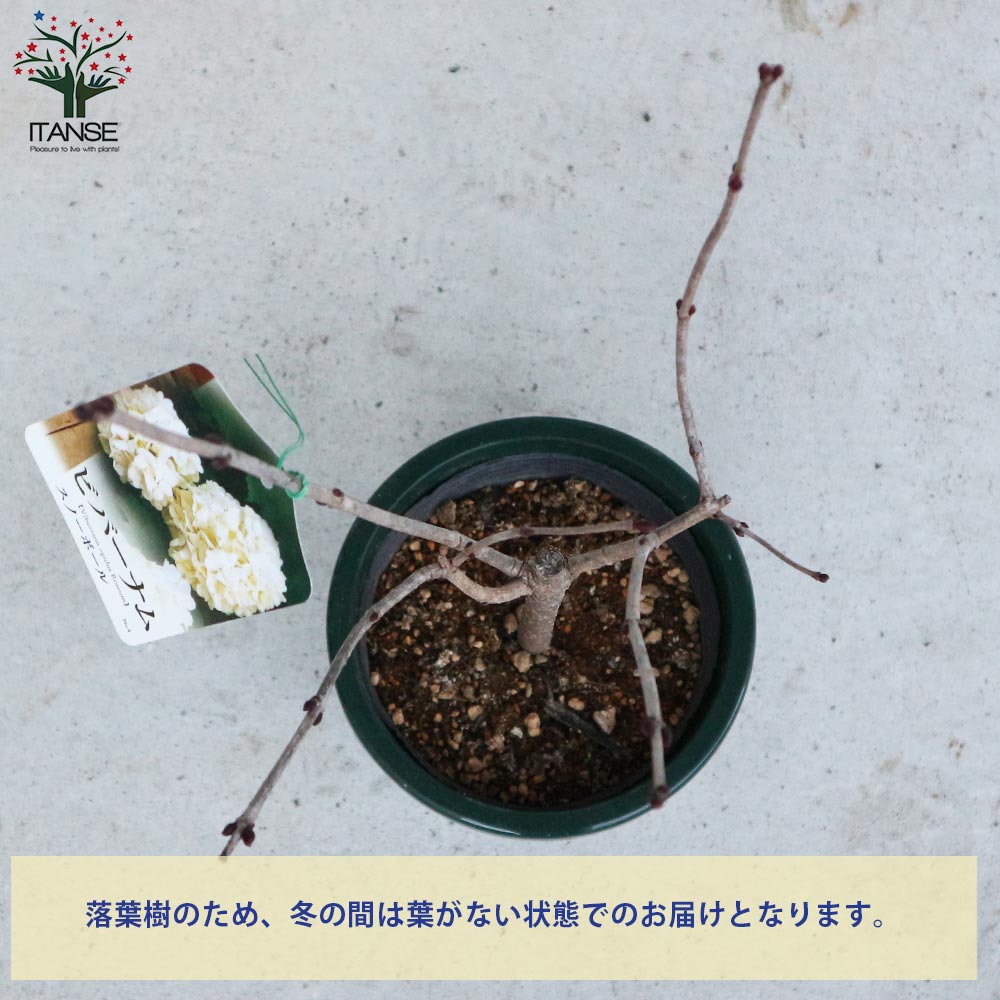 ビバーナム・スノーボール 【庭木 5号鉢 Sサイズ／1個売り】｜ 【植物
