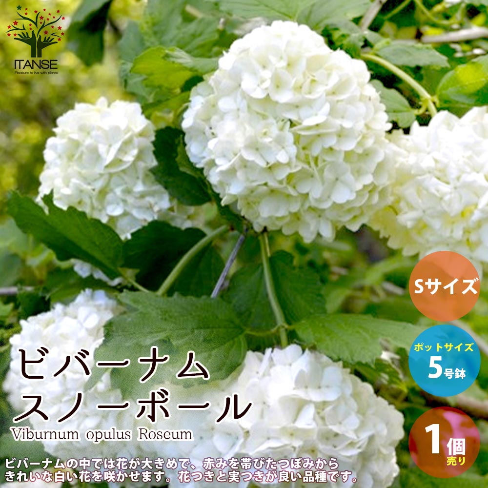 ビバーナム・スノーボール 【庭木 5号鉢 Sサイズ／1個売り】｜ 【植物