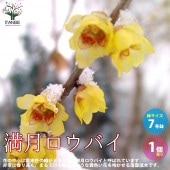 満月ロウバイ 【庭木 7号鉢大苗／1個売り】|植木・花木