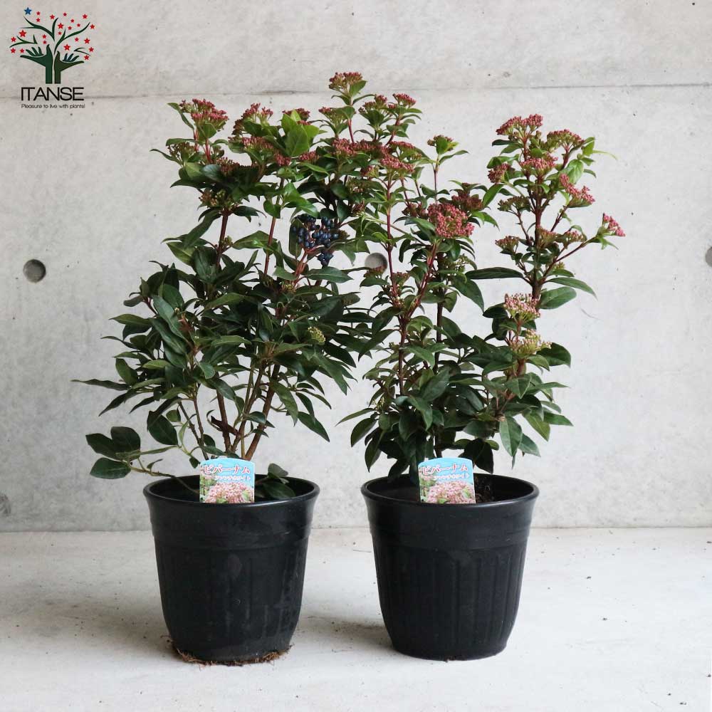 ビバーナム ティヌス ファイバー鉢 ビバーナム ティヌス ファイバー鉢 苗木 ビバーナム ティヌス 15cm