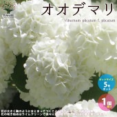 オオデマリ （大手毬）【庭木 5号ポット 庭園花木／1個売り】|植木・花木