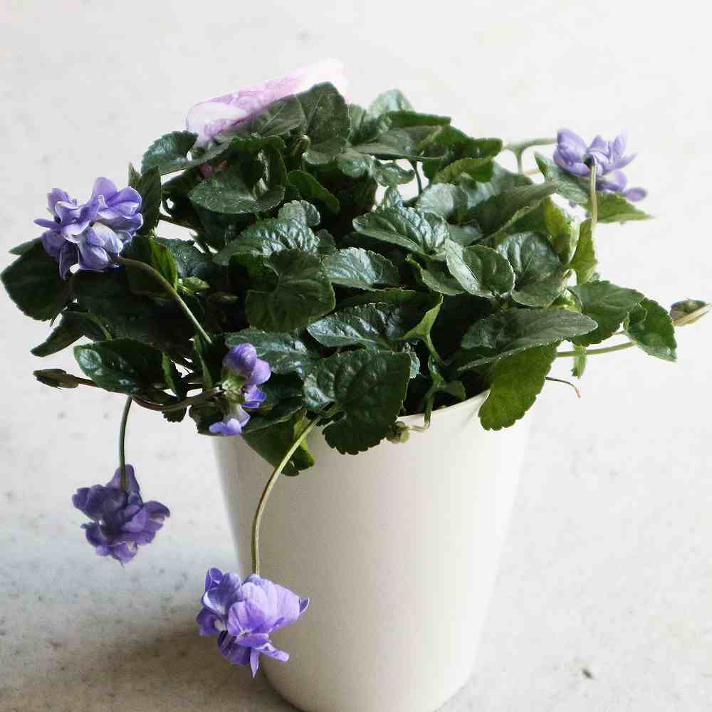 パルマスミレ・オーロラ【花苗 3.5号鉢／1個売り】