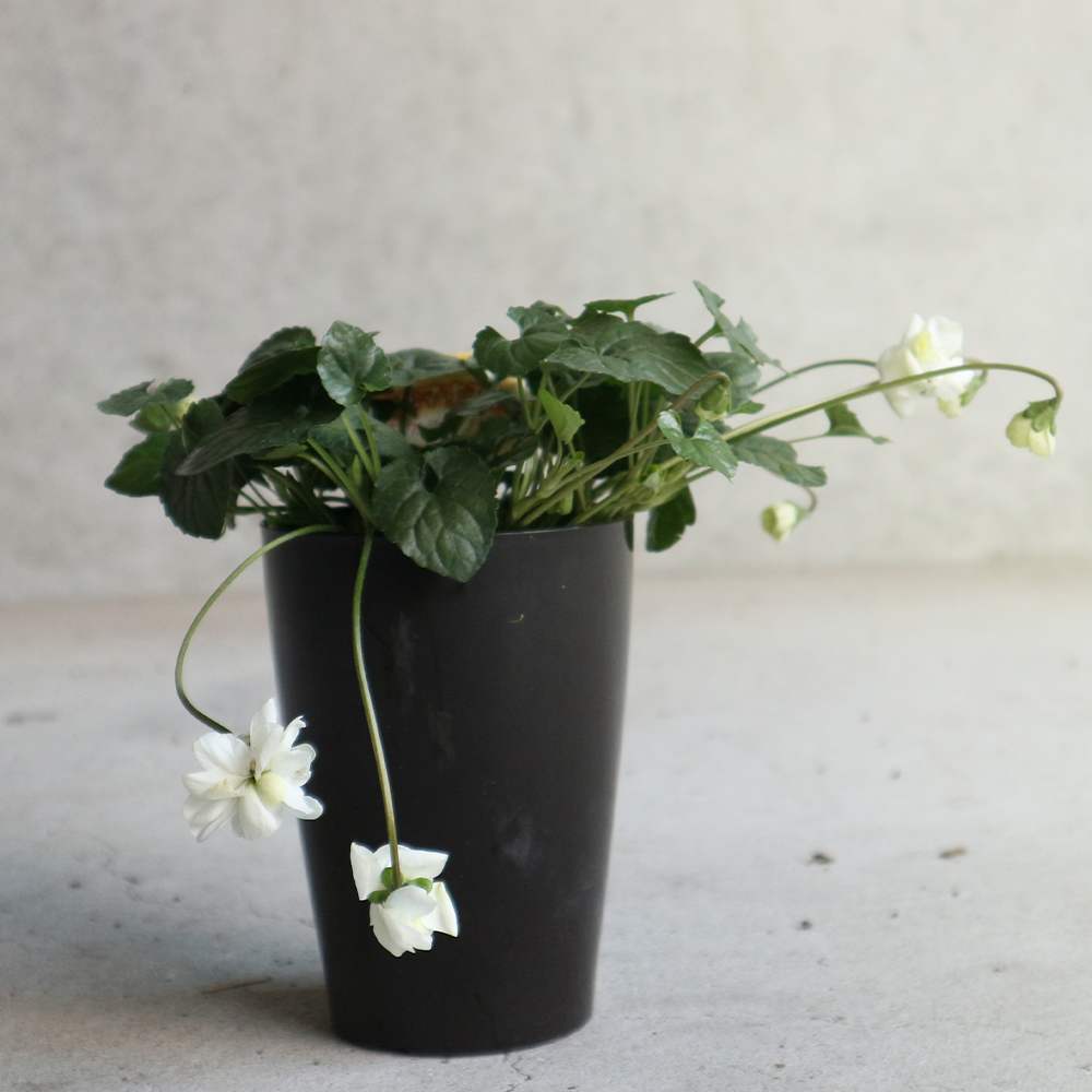 パルマスミレ・スワンリーホワイト【花苗 3.5号鉢／1個売り】