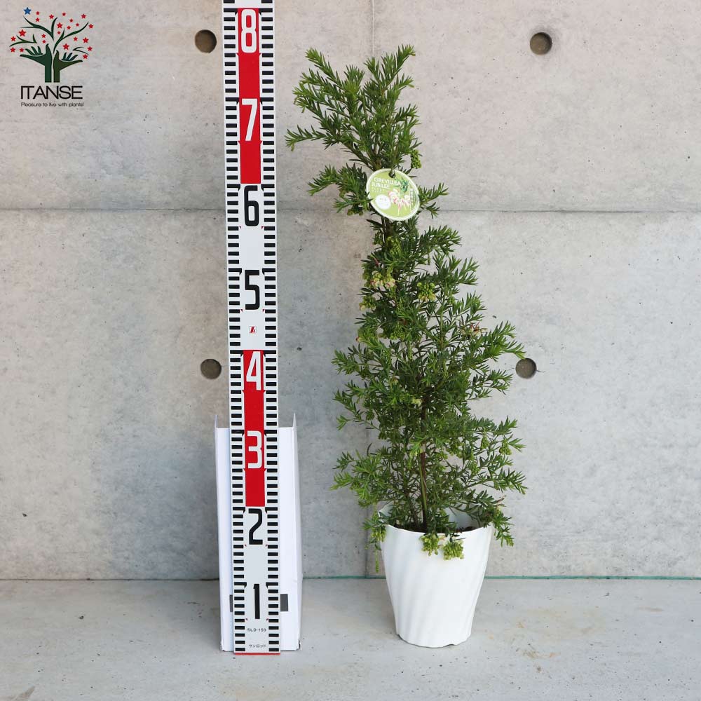 グレビレア・ジュビリー【庭木 5号鉢／1個売り】｜ 【植物の