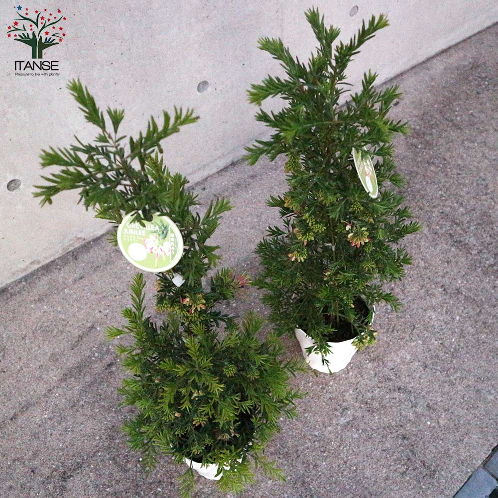 グレビレア　ジュビリー5号　　鉢底から約75cmリン酸少ない肥料をおまけでおつけします。5月10日撮影現品 グレビレア・ジュビリー庭木 5号鉢／1個売り｜ 植物の