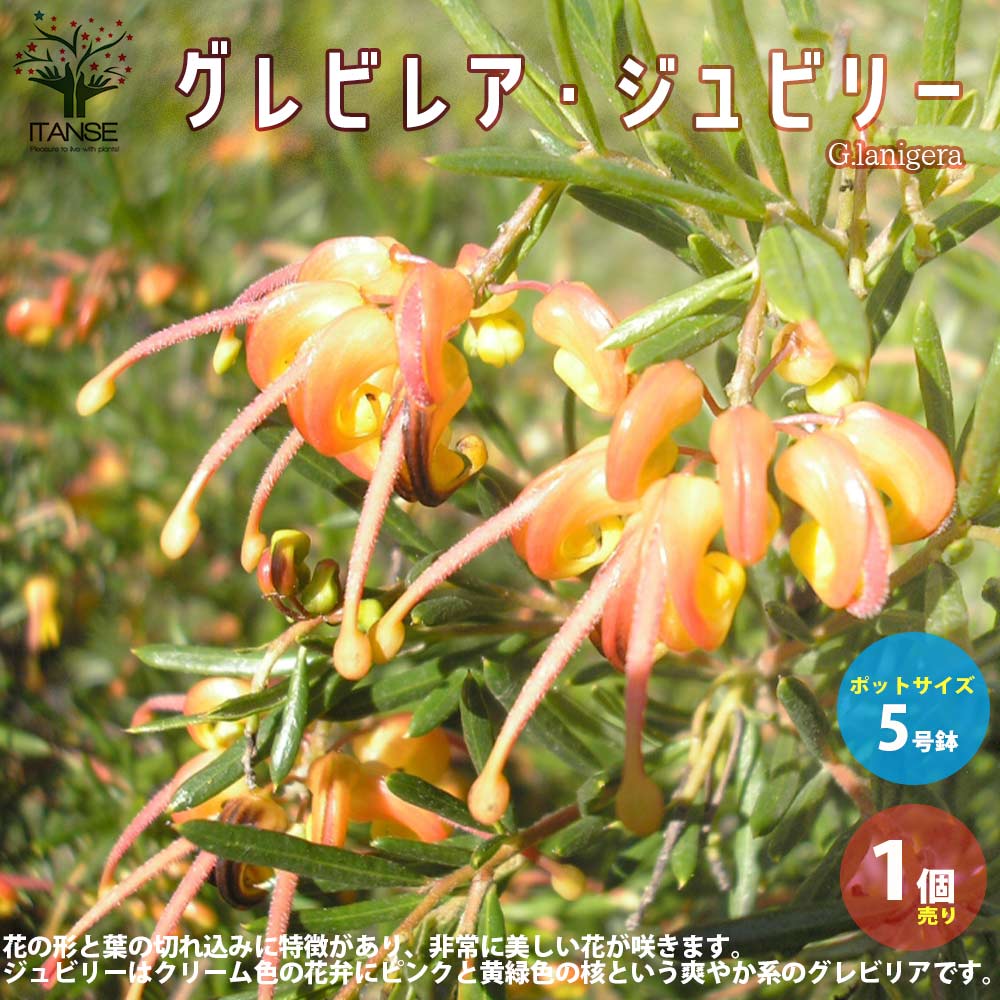 グレビレア・ジュビリー【庭木 5号鉢／1個売り】