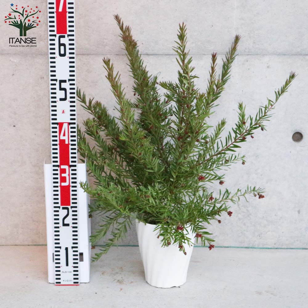 グレビレア・ジョンエバンス【庭木 5号鉢／1個売り】｜ 【植物の