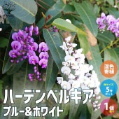 ハーデンベルギア ビオラセア ブルー＆ホワイト混色【庭木 寄植5号鉢／1個売り】|植木・花木