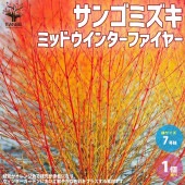 サンゴミズキ ミッドウインターファイヤー【庭木 7号ポット／1個売り】|植木・花木