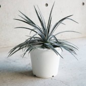 ディッキア ニッケルシルバー【観葉植物 6号鉢／1個売り】|観葉植物