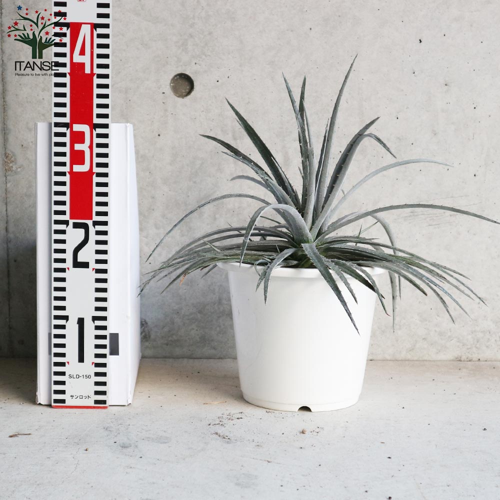 ディッキア ニッケルシルバー【観葉植物 6号鉢／1個売り】｜ 【植物の