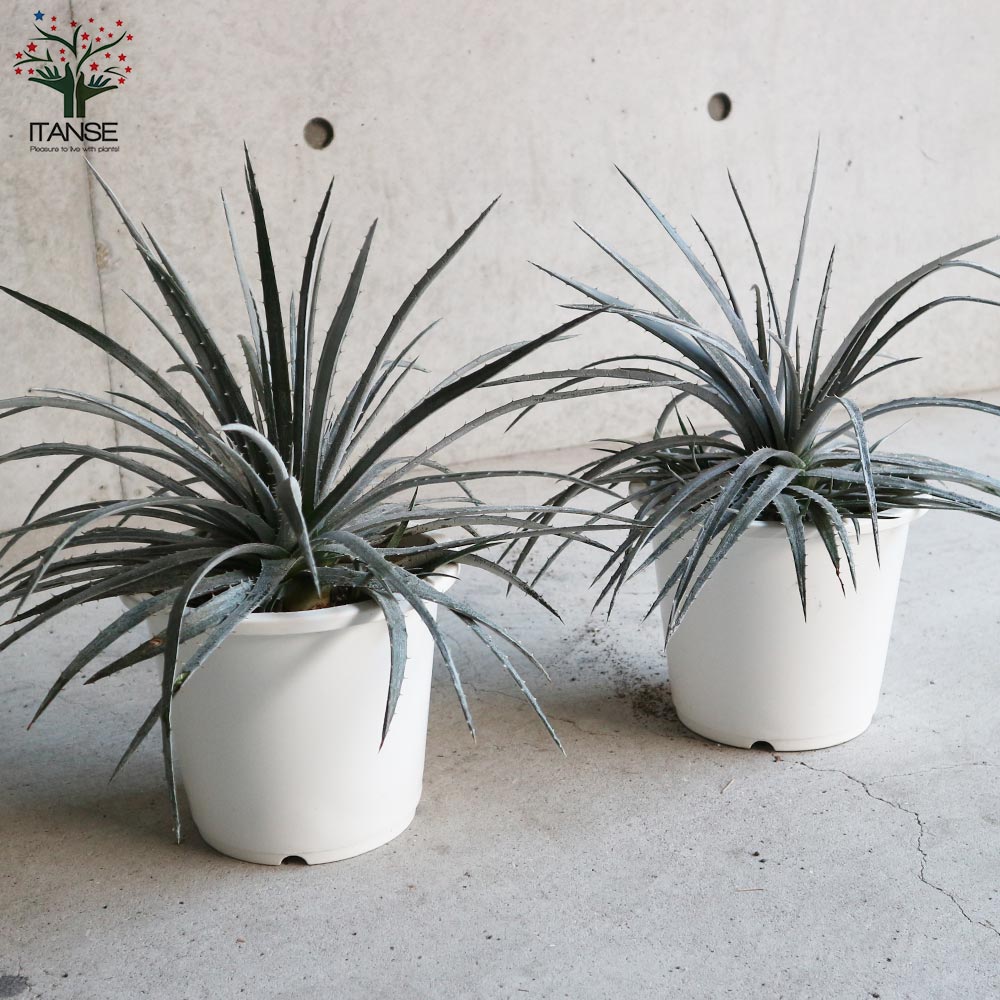 ディッキア ニッケルシルバー【観葉植物 6号鉢／1個売り】｜ 【植物の