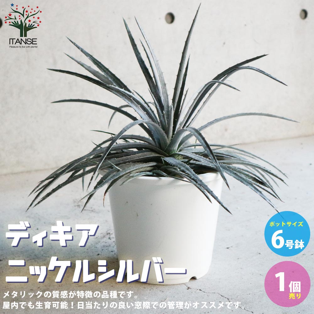 ディッキア ニッケルシルバー【観葉植物 6号鉢／1個売り】
