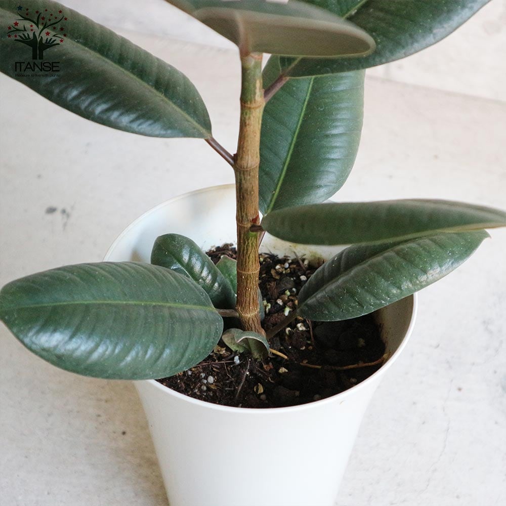 フィカス・エラスティカ・ソフィア(ゴムの木の仲間)【観葉植物 6