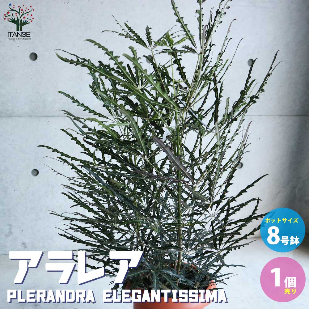 アラレア (ディジゴセカ) 【観葉植物 8号鉢／1個売り】